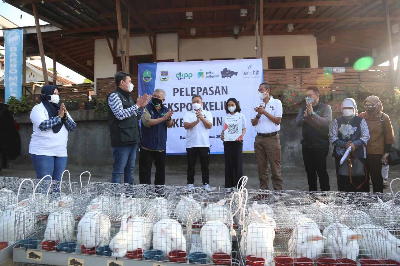 BJBR Dukung The Bachelor Rabittery Ekspor Kelinci Hias ke Filipina