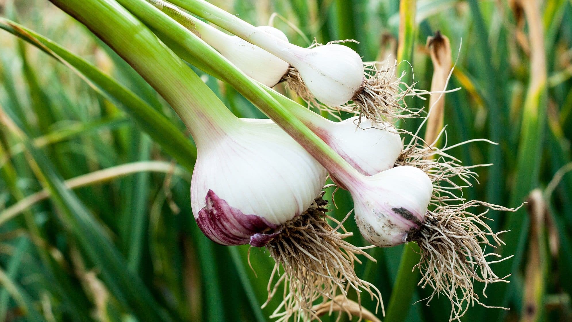 Pemerintah Targetkan Penanaman Bawang Putih di Lahan 100 Ribu Hektar