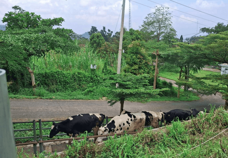 Estika Tata Tiara Tbk Datangkan 250 Ekor Sapi Perah Impor, Perkuat Pengembangan Peternakan Terintegrasi di Batu Raden Banyumas