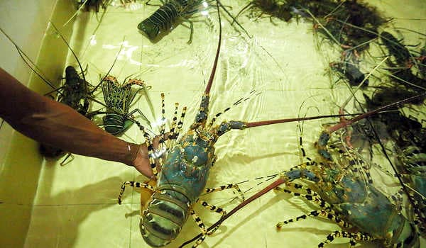 Menteri KKP Akan Cari Jalan Tengah Terkait Polemik Ekspor Benih Lobster