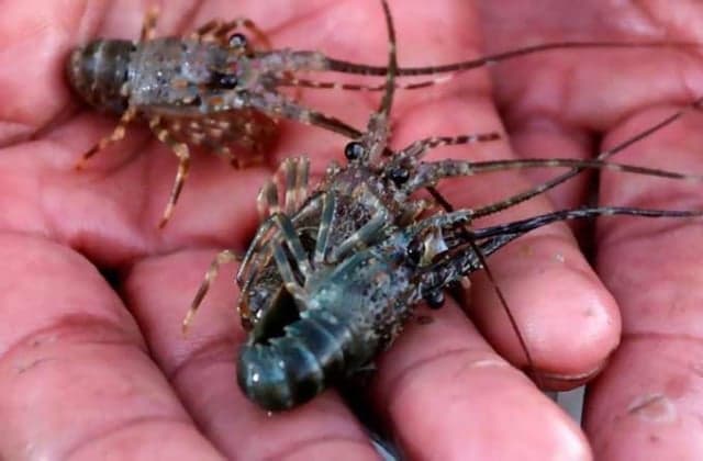 Pencabutan Larangan Tangkap Benih Lobster Dinilai Bisa Sejahterakan Nelayan