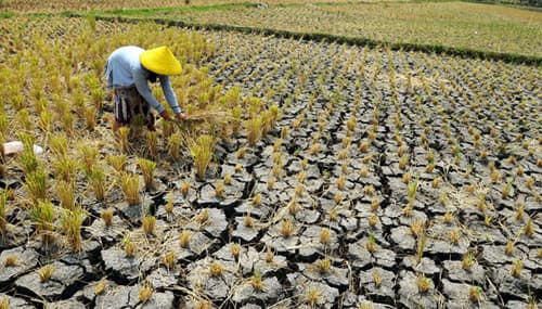 Imbas El Nino Stok Gabah Kosong, 40 Persen Penggilingan Padi Tutup
