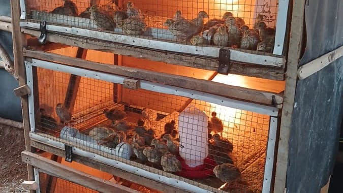 PTBA Dorong Transformasi Desa Seleman Lewat Budidaya Burung Puyuh