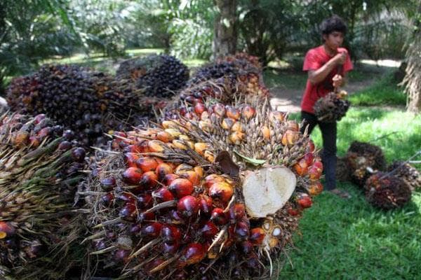 Selama 2015, Volume Penjualan Minyak Sawit Mentah Astra Agro Turun 24%