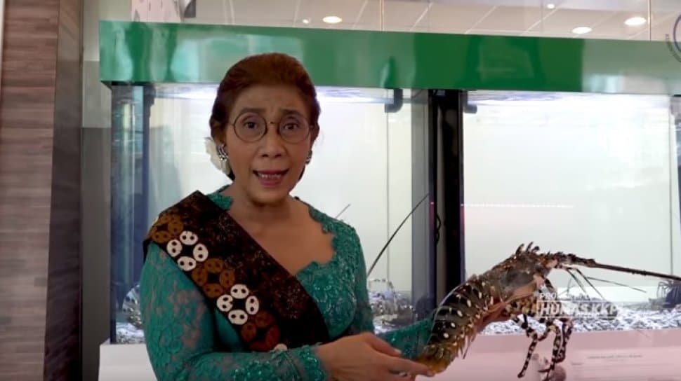 Sentil Wacana Kebijakan Ekspor Benih Lobster, Susi Pudjiastuti : Pakai Akal Sehat Saja