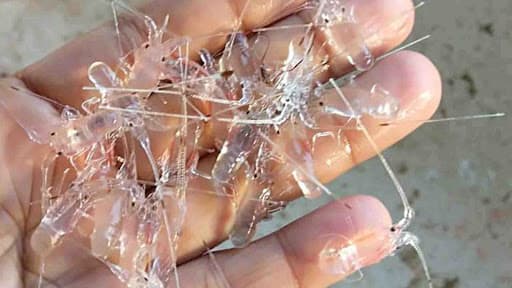 Menko Luhut Klaim Kebijakan Ekpor Benih Lobster Tidak Bermasalah