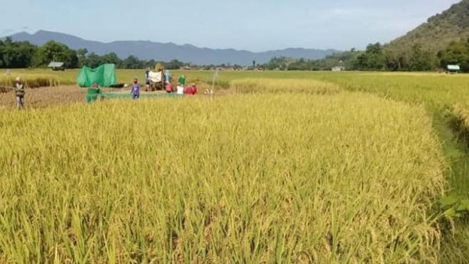 Jaga Ketahanan Pangan Dimasa Depan, Food Estate di Kalteng Perlu Dilanjutkan
