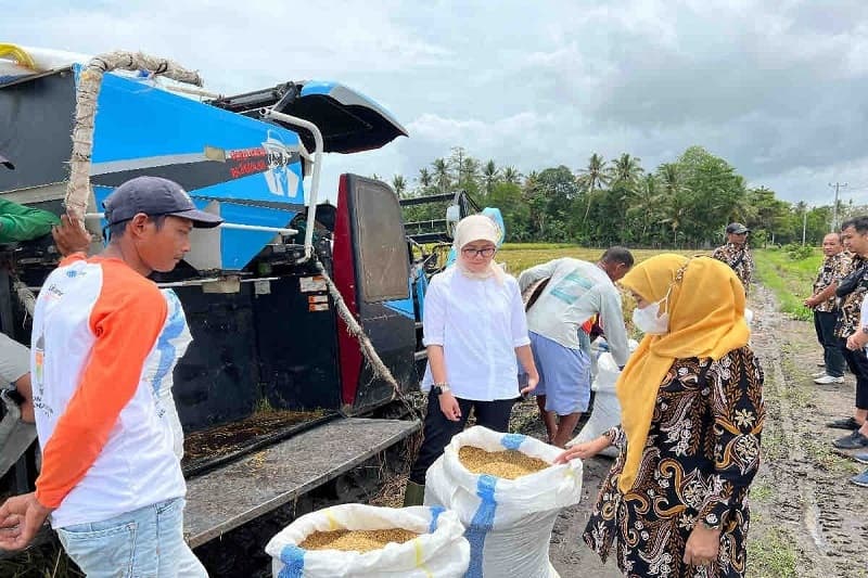 Bulog Diminta Maksimalkan Penyerapan Gabah Petani Demi Perkuat SPP di Sragen