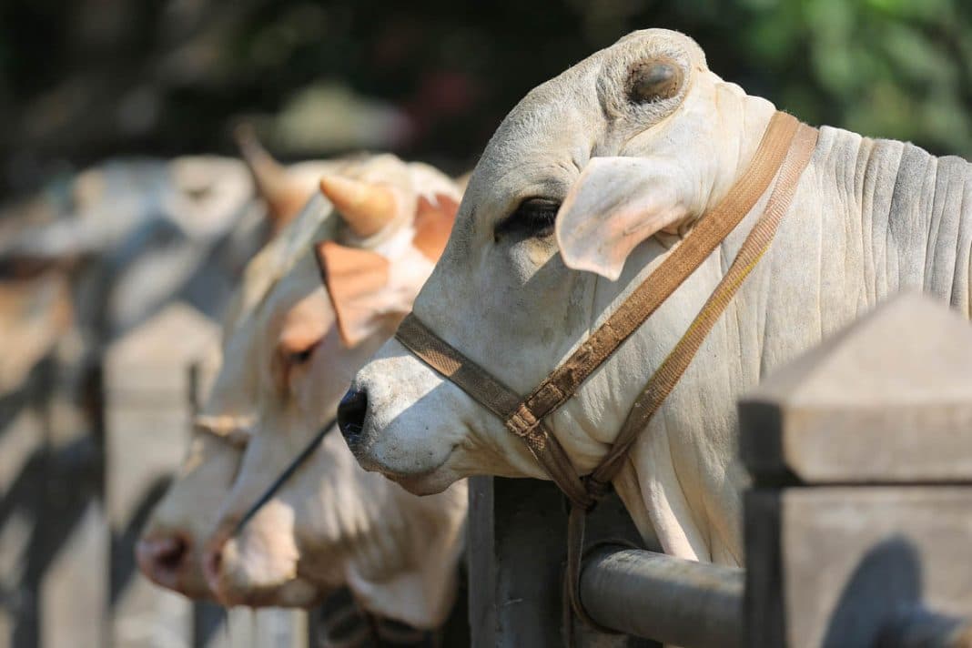 Blibli Sebut Permintaan Hewan Kurban Jelang Idul Adha Naik 70 Persen