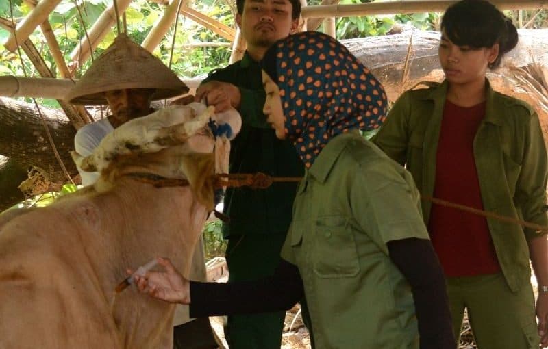 Sambut Idul Adha, Kementan Tingkatkan Pengawasan Kelayakan Hewan Kurban