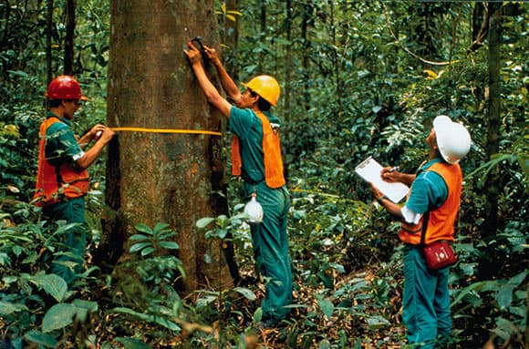 KLHK Siapkan Terobosan Genjot Produktivitas Hutan Produksi