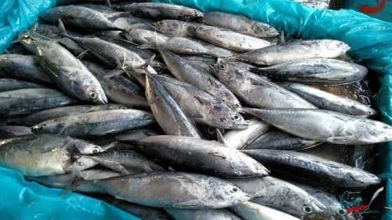 Ekspor Tuna-Cakalang ke Jepang Bebas Tarif Bea Masuk