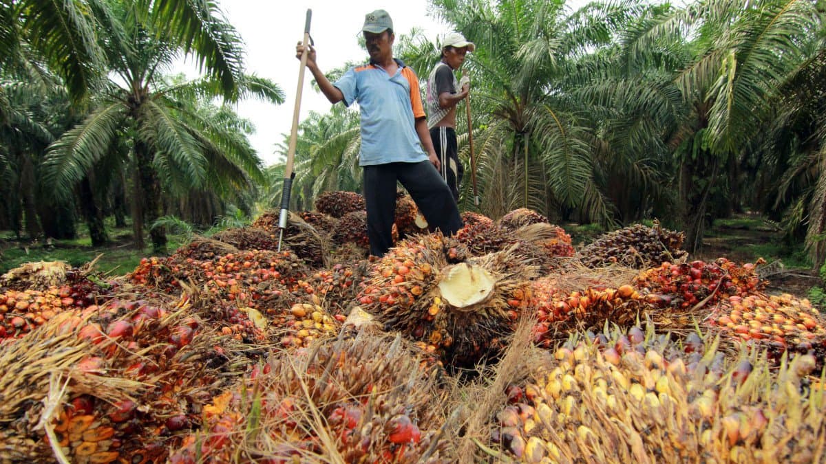 Tergerus Beban Operasi, Laba 2015 Sawit Sumbermas Sarana Merosot 24%