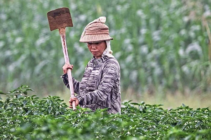 Investasi Berdampak, Solusi Strategis untuk Menghadapi Tantangan Sosial dan Lingkungan di Indonesia