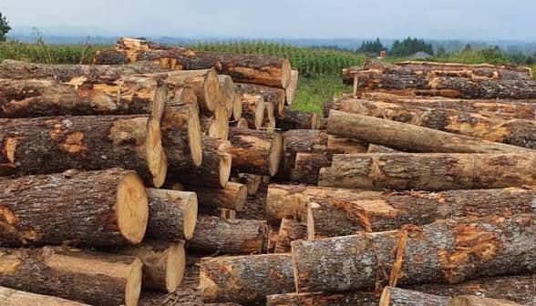 Gakkum Kemenhut Amankan 219 Kayu Ilegal di Humbang Hasundutan