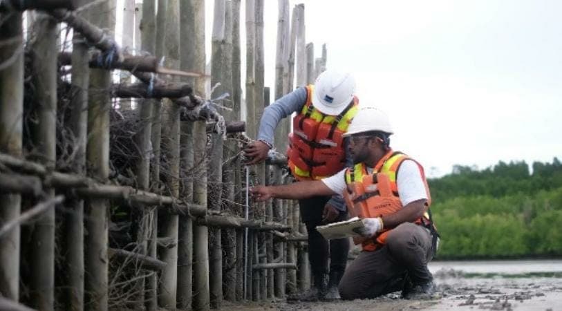 Freeport Berupaya Percepat Restorasi Ekosistem Mangrove di Pesisir Mimika
