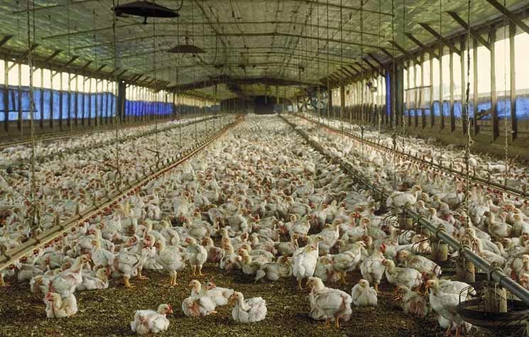 BUMN Peternakan Bakal 'Preteli' Industri Unggas
