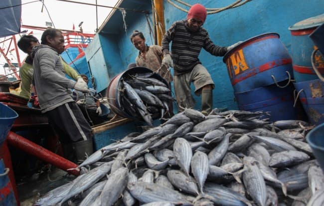 Dongkrak Volume dan Nilai Ekspor, KADIN Usulkan 7 Strategi Hilirisasi Sektor Kelautan dan Perikanan