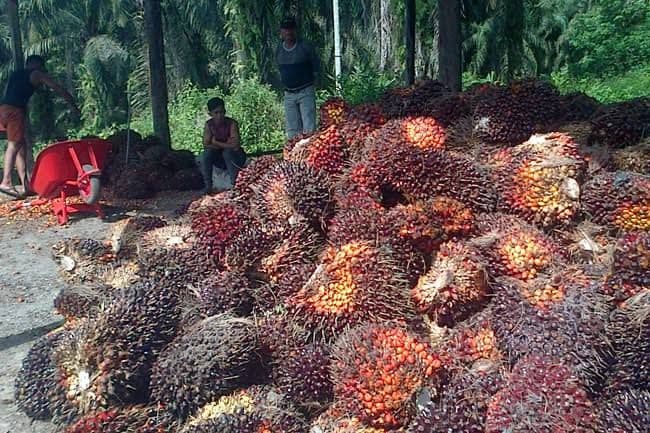 DJBC Klaim Kawasan Berikat Hasilkan 80 Persen Nilai Hasil Ekspor CPO