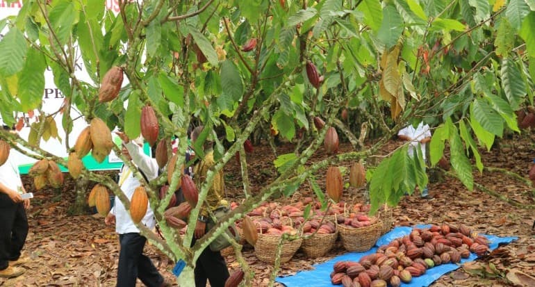 Revitalisasi Kakao dan Kelapa, Pemerintah Dorong Riset dan Pengembangan