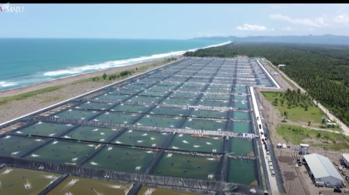 Anggaran 7,2 Triliun Buat Bangun Kawasan Tambak Udang di NTT