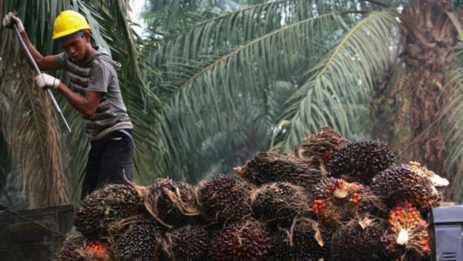 Indonesia dan Belanda Kembali Perkuat Kerja Sama Terkait Kelapa Sawit
