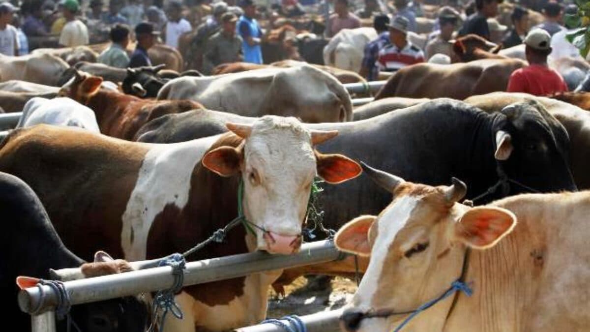 Kementan Sebut Tren Impor Sapi Alami Penurunan 30 Persen