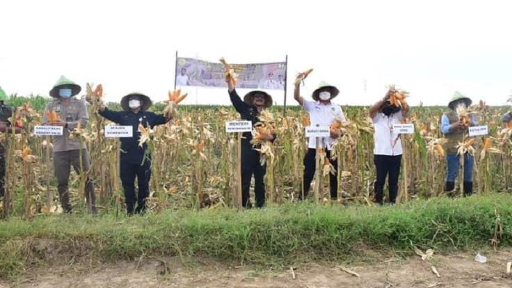 Kementan Bangun Kawasan Budidaya Jagung Seluas 1.200 Ha di Gowa