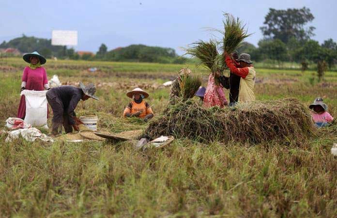 Kemenkeu Gelontorkan Anggaran Rp95 Triliun Untuk Ketahanan Pangan 2023