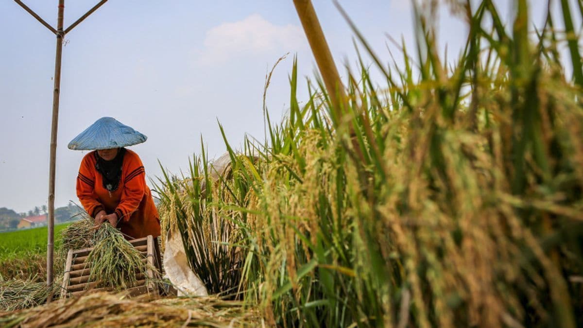 Pemerintah Perketat Pengawasan Pangan Mitigasi Dampak El Nino