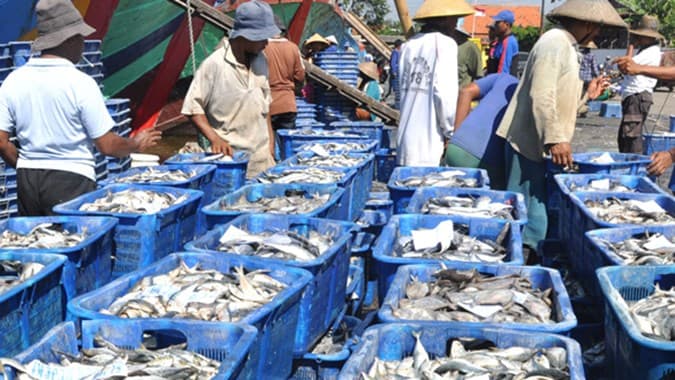 Pengembangan Ambon New Port Dukung Industri Perikanan di Indonesia Timur