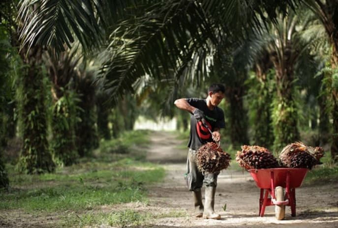 SMAR Targetkan Produksi Kebun Tumbuh 5 Persen Tahun 2022