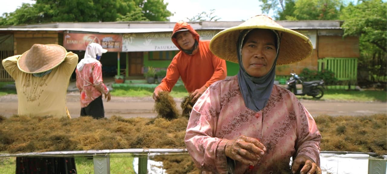 LPEI Dorong Ekspor Hasil Laut Lewat Desa Devisa Rumput Laut