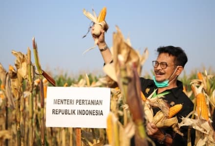 Mentan Siap Laksanakan Perintah Presiden Tingkatkan Produksi Jagung