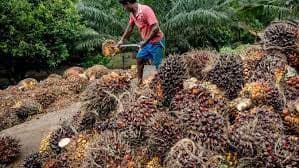 Kelapa Sawit Diklaim berikan Kontribusi 32 Persen Buat Minyak Global di 2023