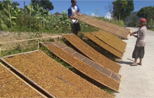Penetapan RPMK Produk Tembakau Dinilai Berpotensi Memperparah Jurang Pengangguran