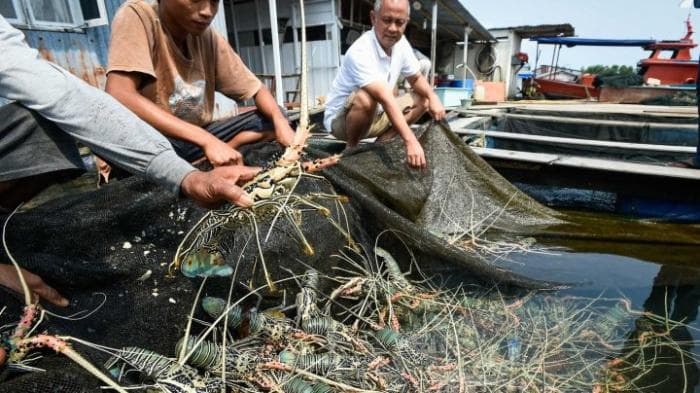KKP Minta Pembudidaya Lobster di Sumbawa Melengkapi Perizinan Berusaha