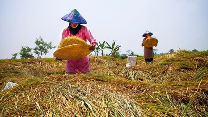 Perubahan Iklim Pengaruhi Ketahanan Pangan, Bapanas Perkuat CPP