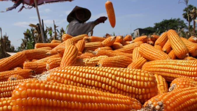 Tahun Ini, Target SPHP Jagung 500 Juta Ton Siap Disalurkan
