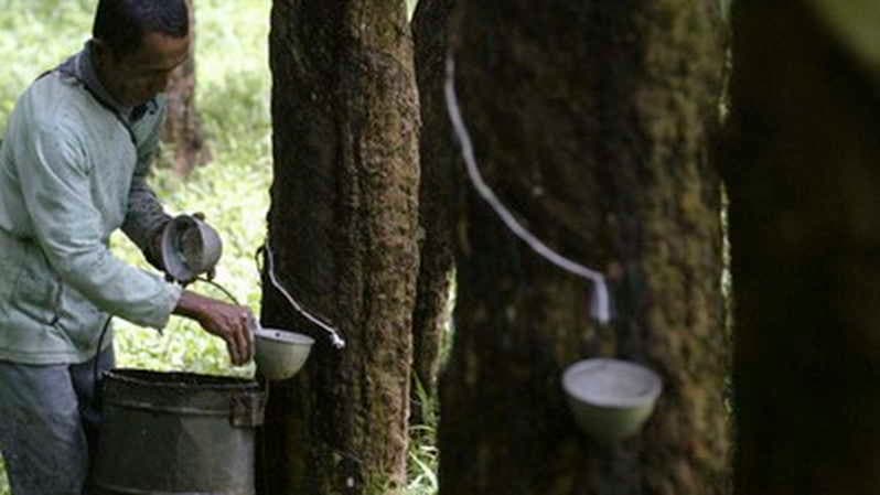 Dampak Persaingan Harga, Permintaan Ekspor Karet Indonesia Melemah