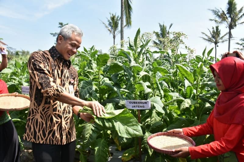 Panen Raya, Gubernur Jateng Minta Kemendag Batasi Impor Tembakau