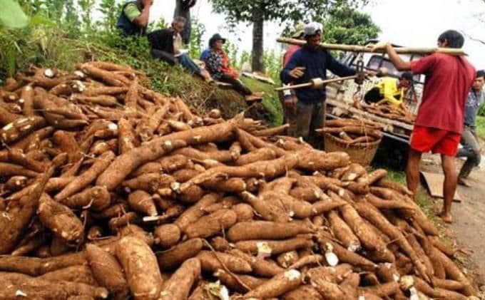 Petani Singkong Bersyukur Harga Naik Imbas Kementan Setop Impor