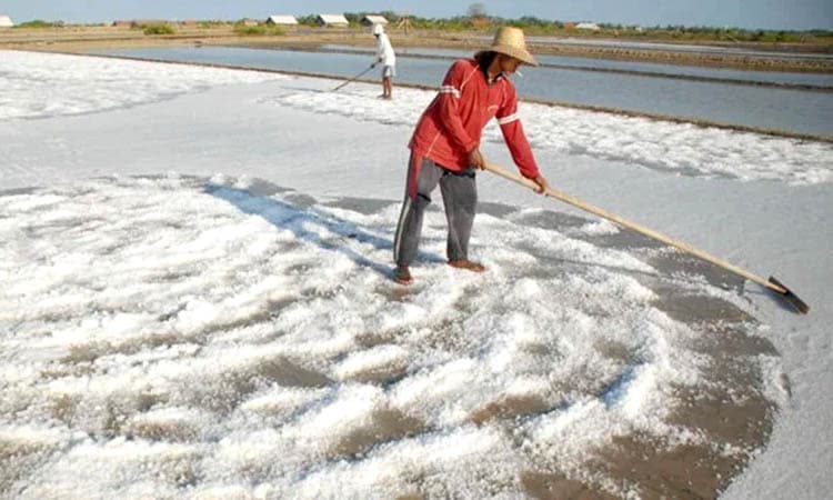 Pemerintah Atur Strategi Untuk Tingkatkan Produksi Garam