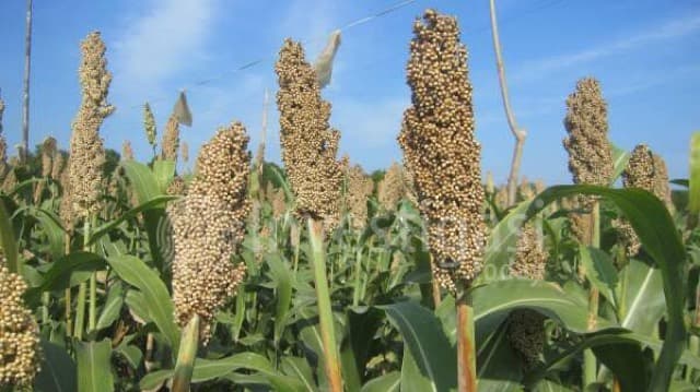 Presiden Jokowi Minta Jajarannya Tingkatkan Produksi Sorgum