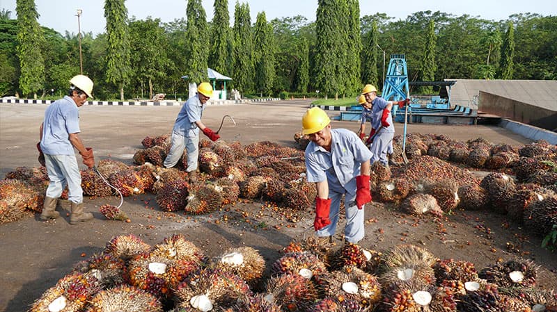 ANJT Catat Rugi USD491 Ribu Tahun 2018