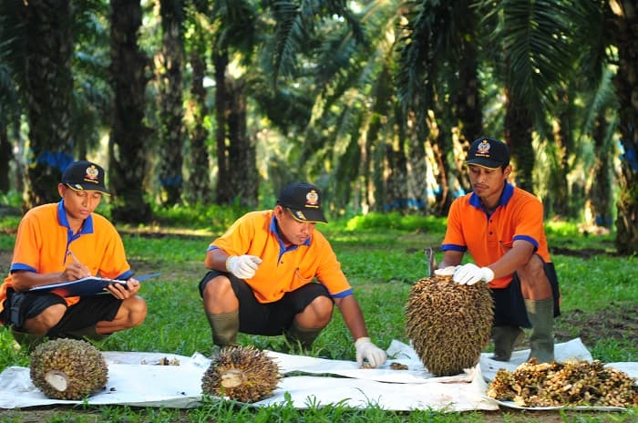 SGRO Raup Laba Rp209 Miliar Pada Kuartal I 2021