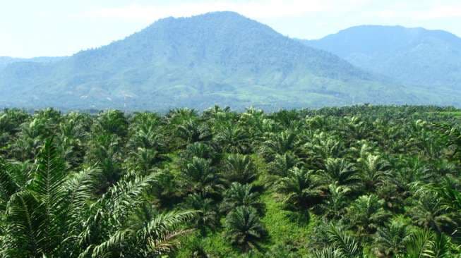 Sawit Mandiri Lestari Terapkan Perkebunan Berkelanjutan
