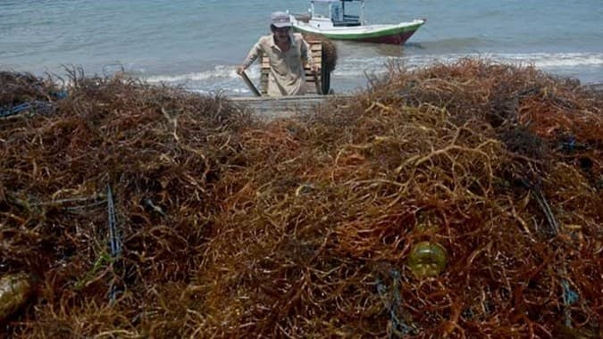 Pemerintah Terus Kejar Target Ekspor Rumput Laut