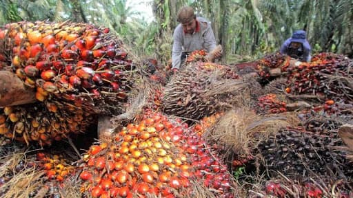 Dukung Industri Sawit Nasional, Kemendag Bentuk Tim Khusus Untuk Kampanye Positif Sawit