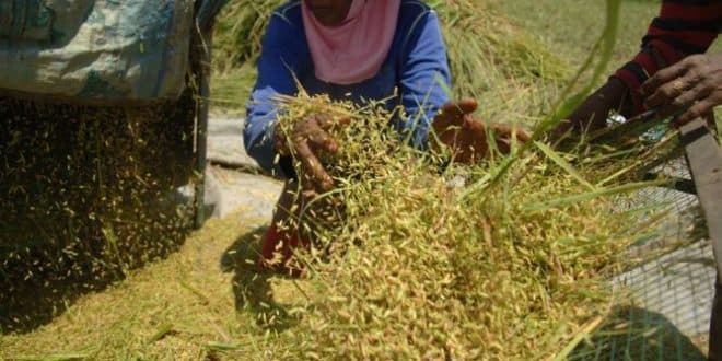 Sekam Melimpah, HOKI Bangun Pembangkit Listrik 3 MW
